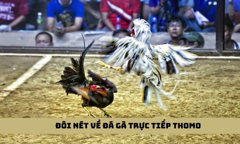 Đá gà trực tiếp Thomo với nhiều trận đấu kịch tính, hấp dẫn