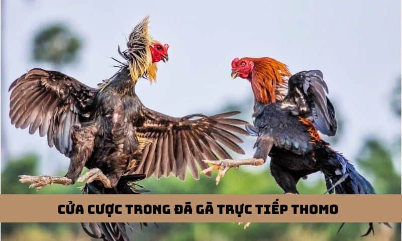 Đá gà Thomo có nhiều cửa cược hấp dẫn