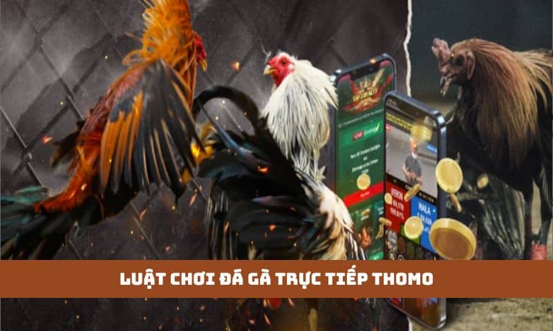 Luật chơi Đá gà trực tiếp Thomo đơn giản dễ nắm bắt