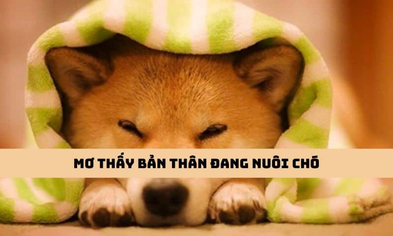 Mơ thấy bản thân đang nuôi chó